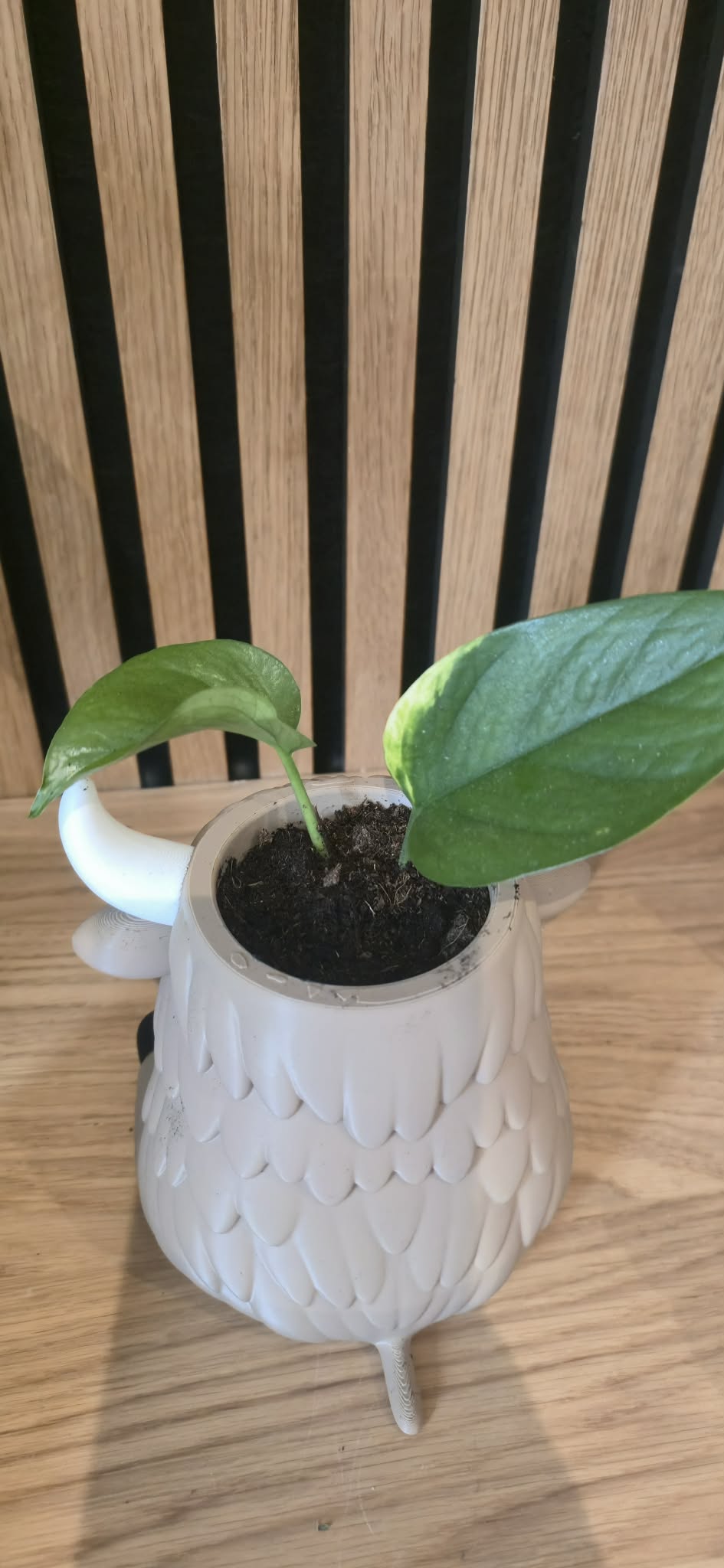 Highland Cow bloempot bovenaanzicht met plant