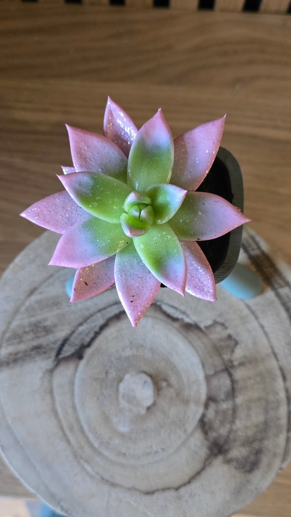 Bloempotmannetje zitter - Het Oekedoeleke